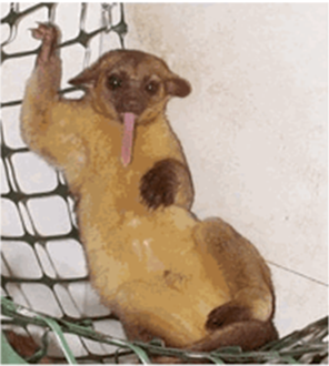 Kinkajou picture.png