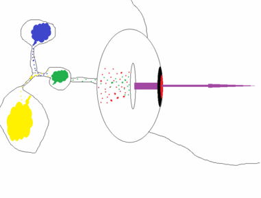 diagram of a porkypine's plasma vision (diagram B)